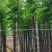 黄山栾树10～15公分基地直销规格齐全欢迎老板来电咨询