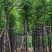 黄山栾树10～15公分基地直销规格齐全欢迎老板来电咨询