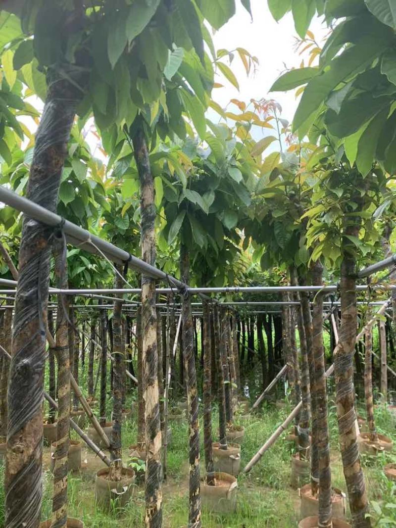 大叶紫薇5～15公分基地直销规格齐全欢迎老板来电咨询合作