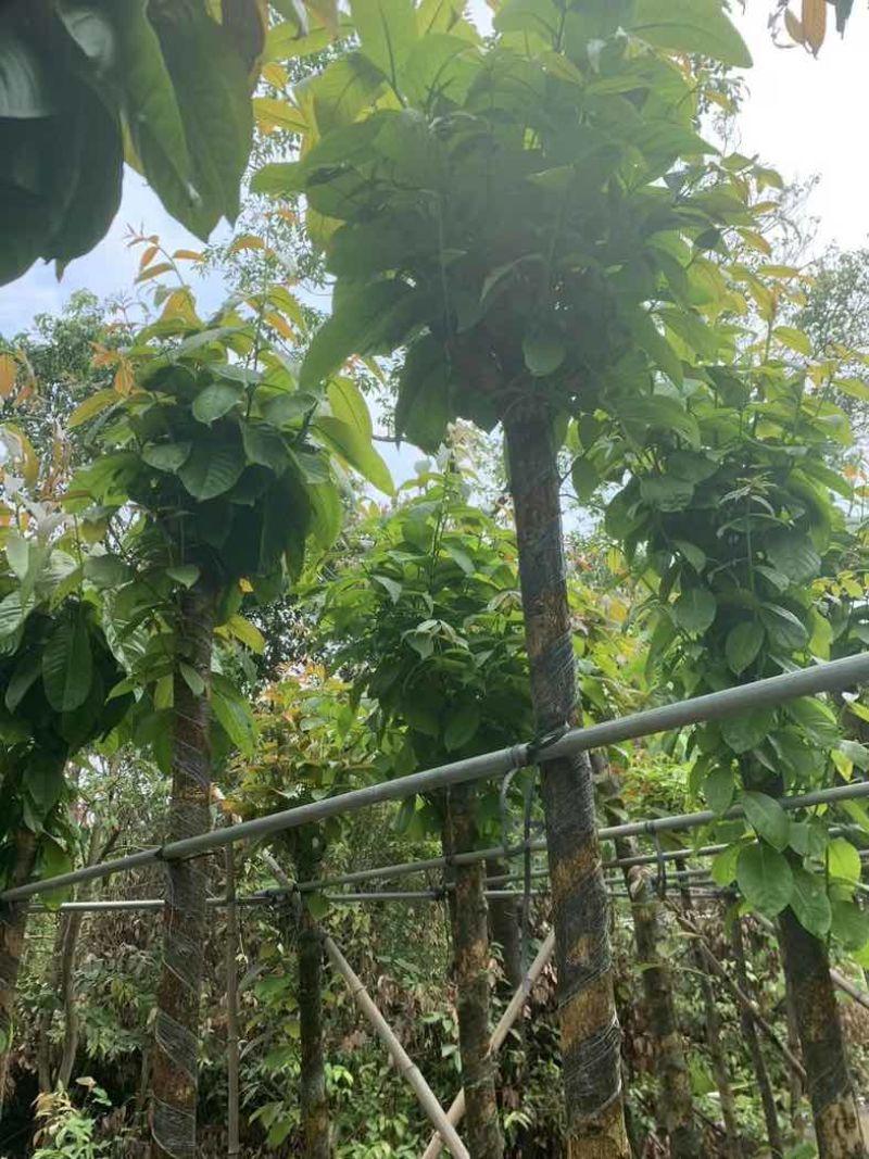 大叶紫薇5～15公分基地直销规格齐全欢迎老板来电咨询合作