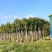 骨架香樟10～20公分基地直销规格齐全欢迎老板来电咨询合