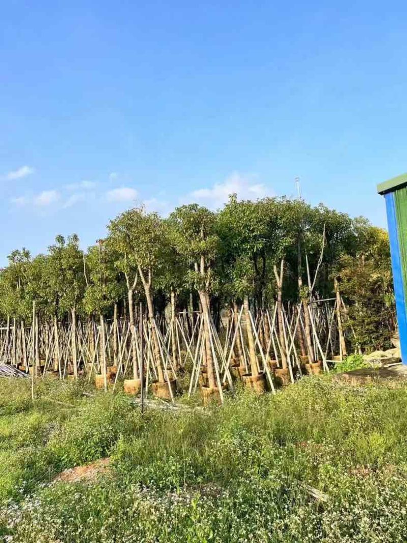 骨架香樟10～20公分基地直销规格齐全欢迎老板来电咨询合