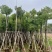 骨架香樟10～20公分基地直销规格齐全欢迎老板来电咨询合