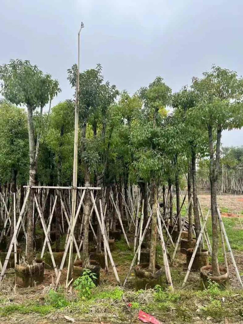 骨架香樟10～20公分基地直销规格齐全欢迎老板来电咨询合