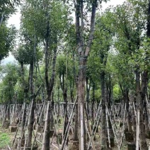 骨架香樟10～20公分基地直销规格齐全欢迎老板来电咨询合