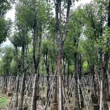 骨架香樟10～20公分基地直销规格齐全欢迎老板来电咨询合