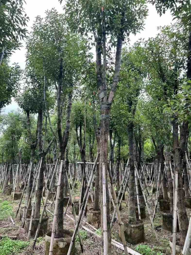 骨架香樟10～20公分基地直销规格齐全欢迎老板来电咨询合