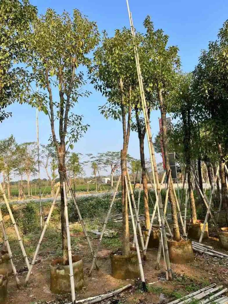 骨架香樟10～20公分基地直销规格齐全欢迎老板来电咨询合