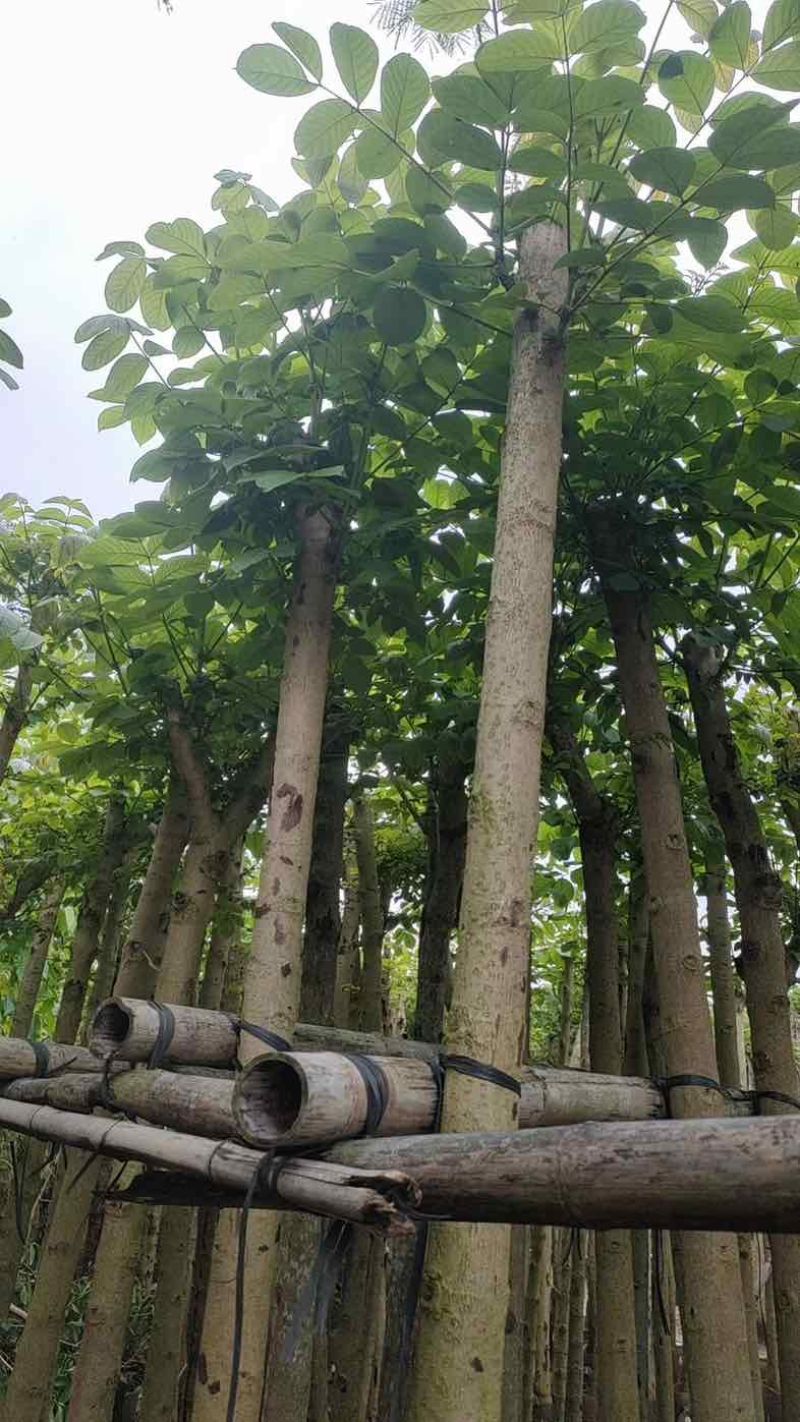 火焰木5～12公分基地直销规格齐全欢迎老板来电咨询合作