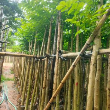 火焰木5～12公分基地直销规格齐全欢迎老板来电咨询合作