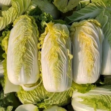 黄心娃娃菜大量上市