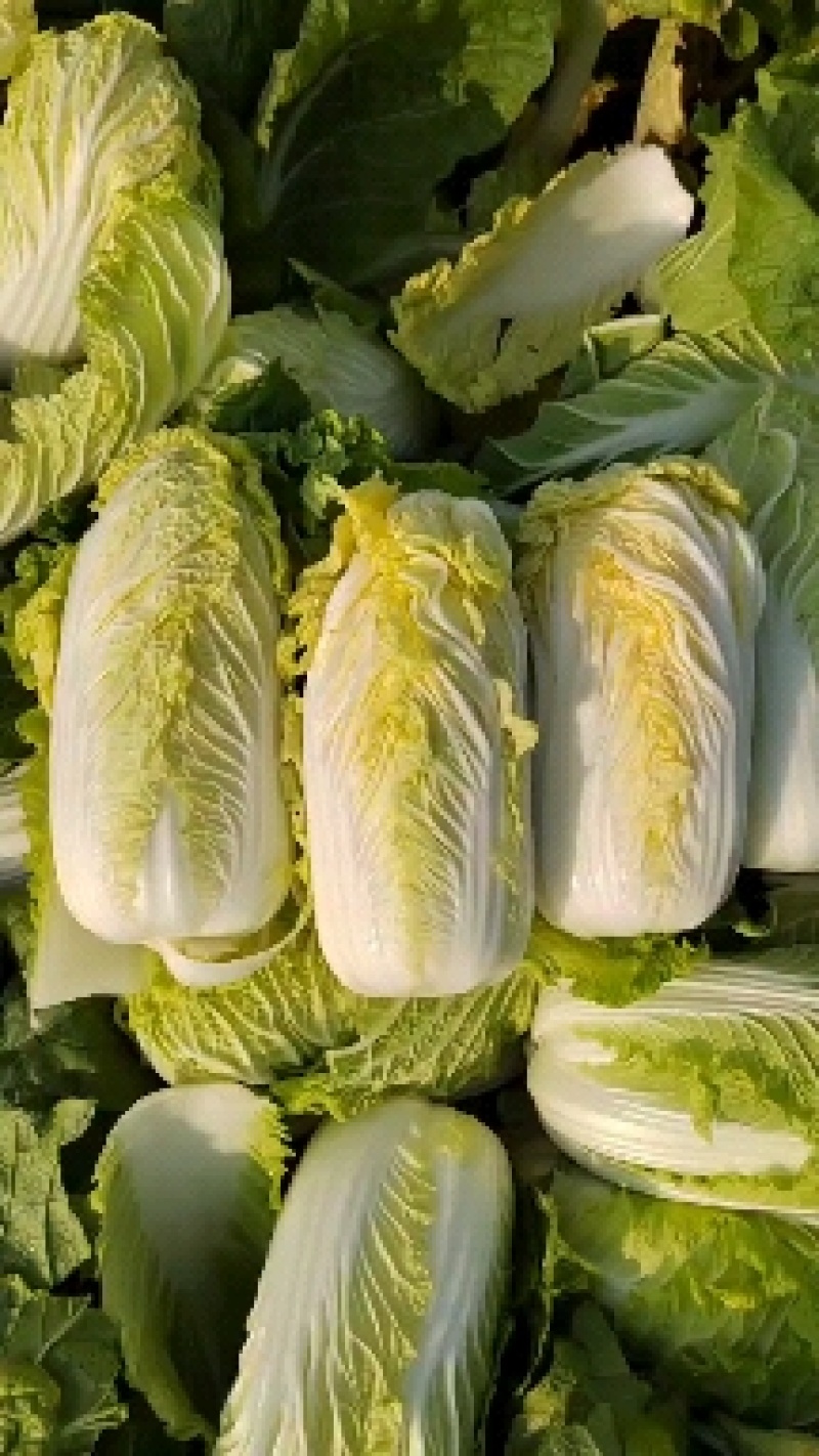 黄心娃娃菜大量上市