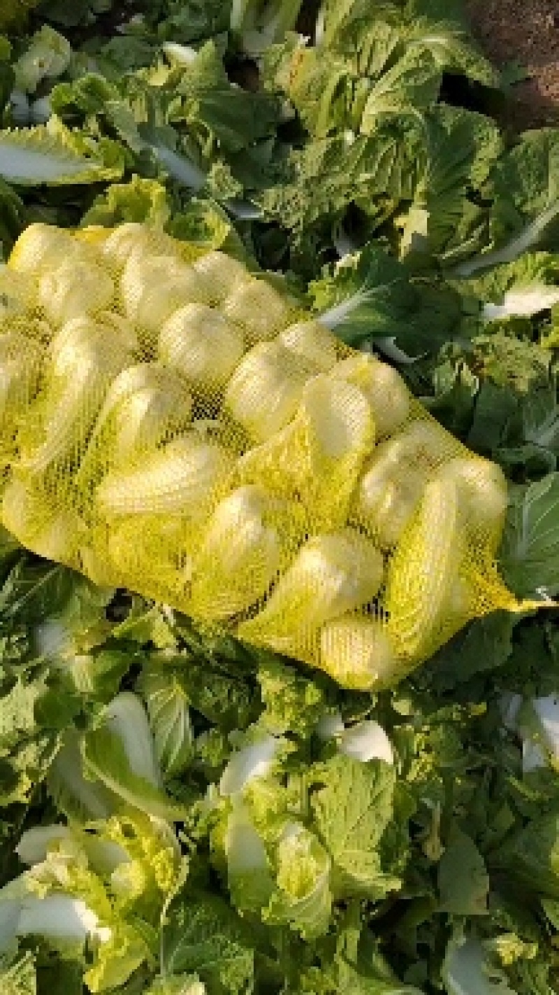 黄心娃娃菜大量上市