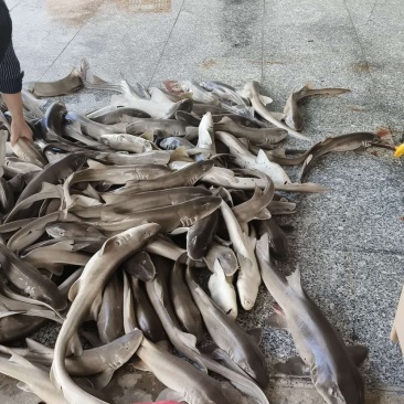 一手货源鲨鱼精品量大从优