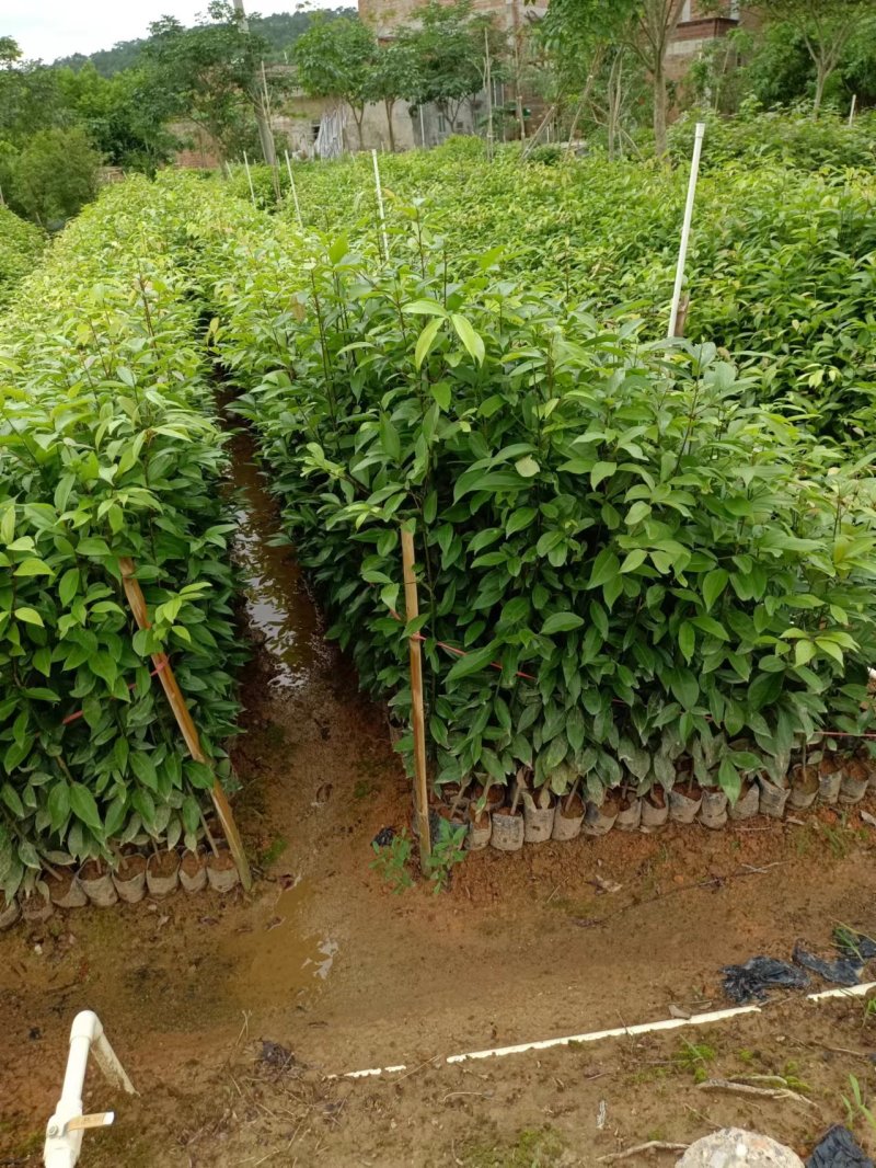 天竺桂（阴香）