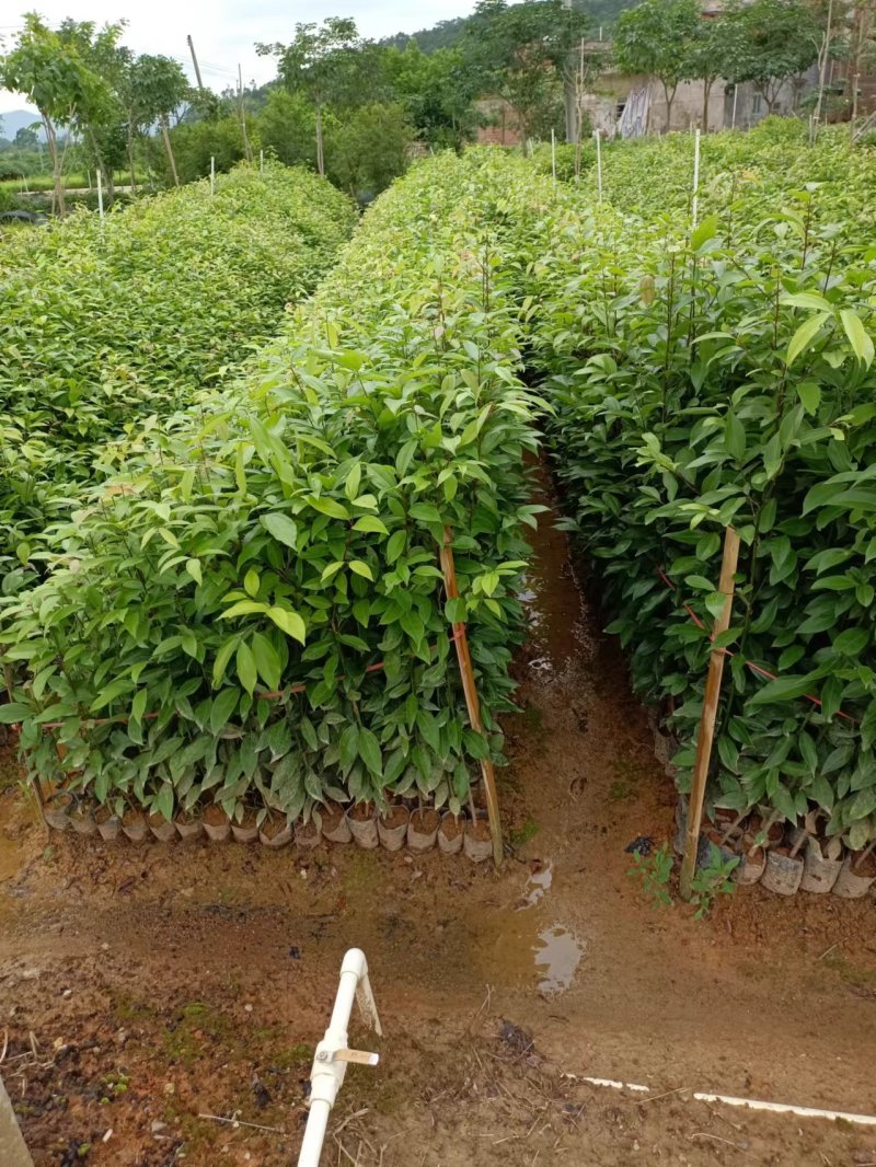 天竺桂（阴香）