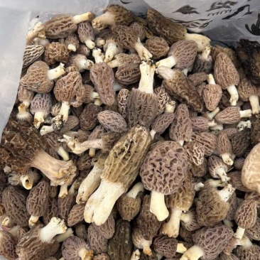 野生羊肚菌