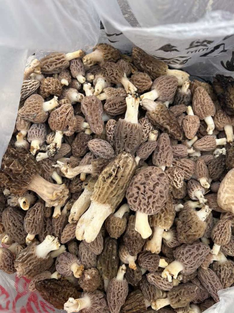 野生羊肚菌