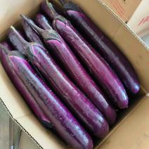 紫皮长茄精品货通货