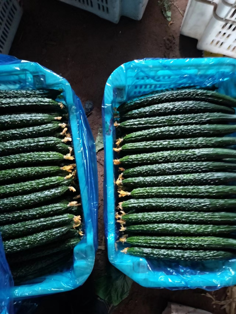 精品黄瓜