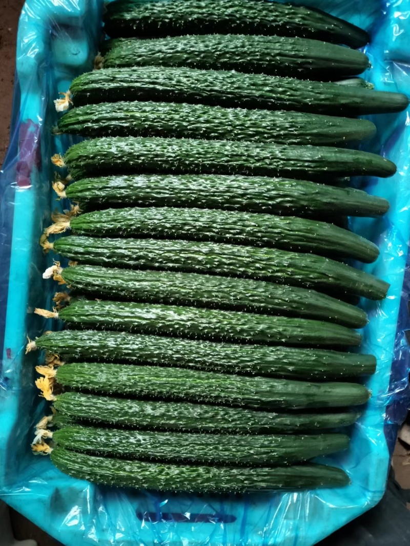 精品黄瓜