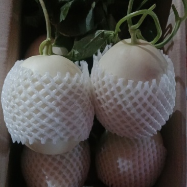 哈蜜瓜甜