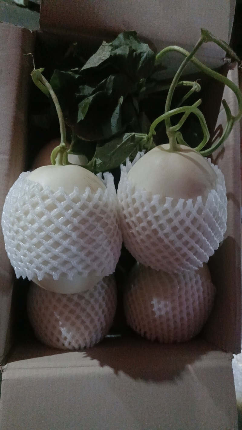 哈蜜瓜甜