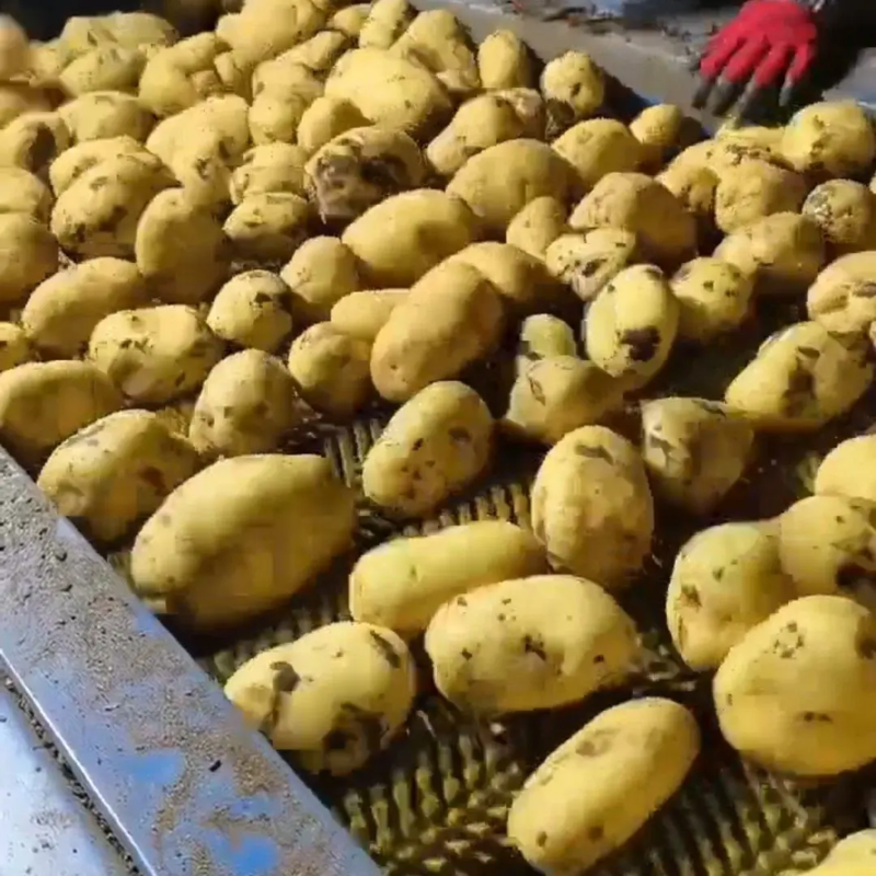 甄选热卖实验1号土豆，一手货源价优产地直发可视频看货