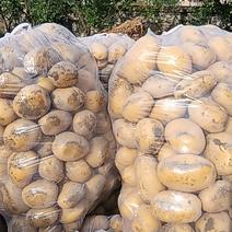 贵州黄心土豆！品质优！