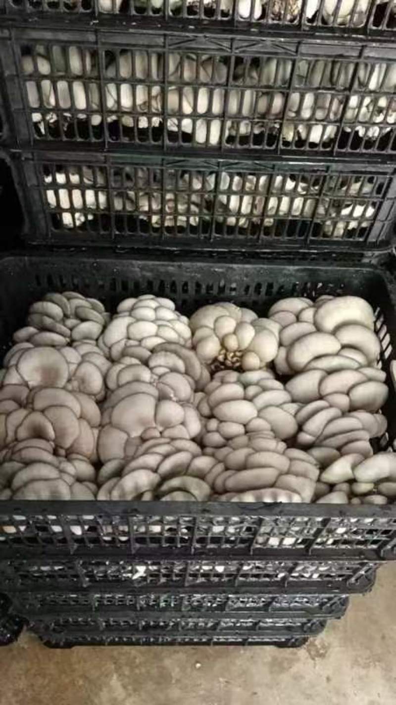 陕西精品反季节蘑菇大量上市