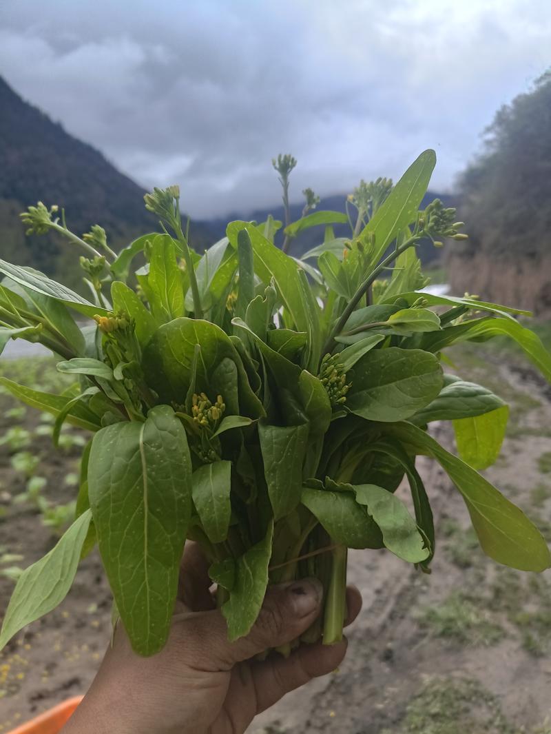 高山豌豆尖白菜苔
