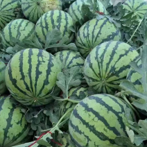 美都西瓜🍉、口感甜、糖度高、无奇型、代发全国各地