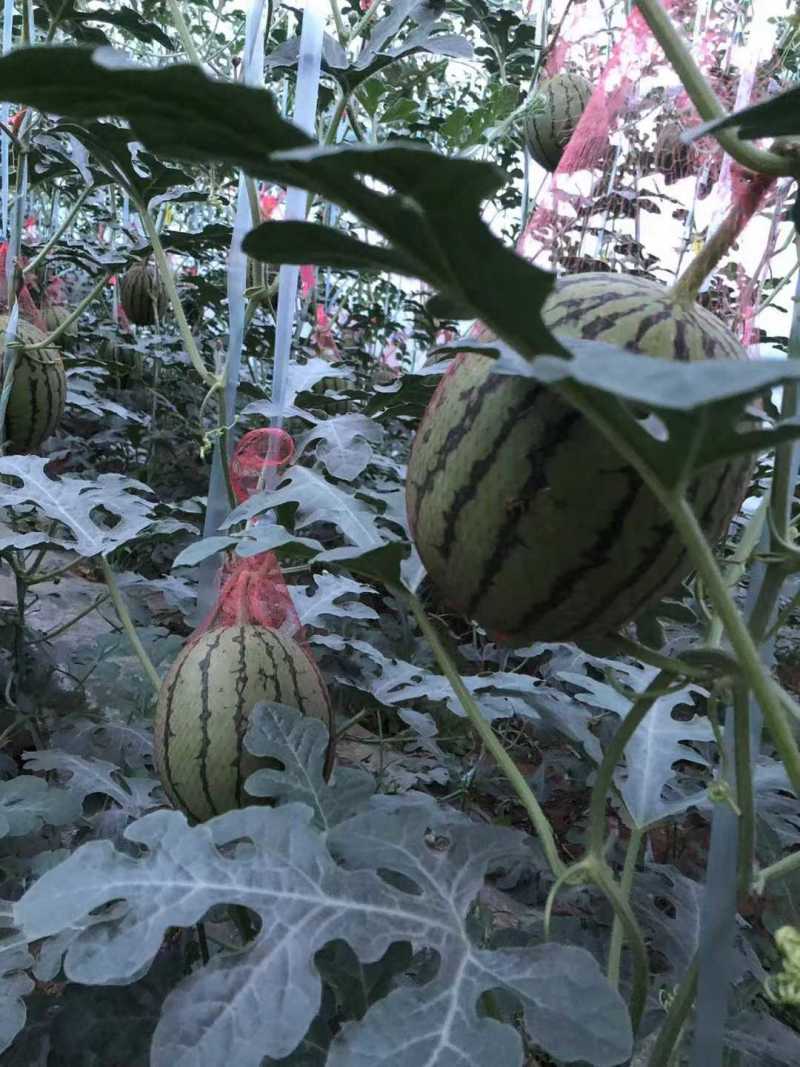 蒲城吊篮西瓜大量有货，需要的客商联系我