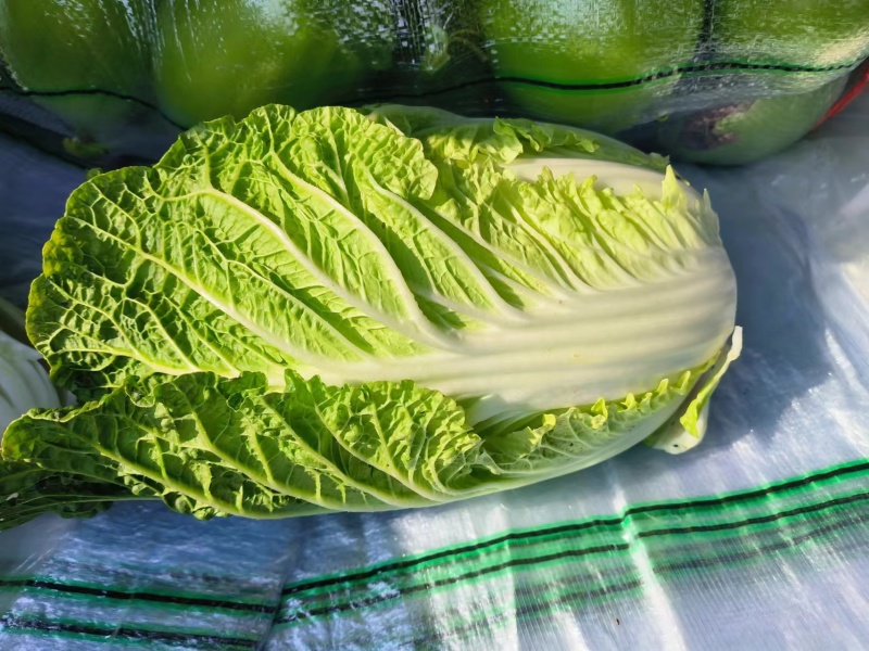 大白菜
