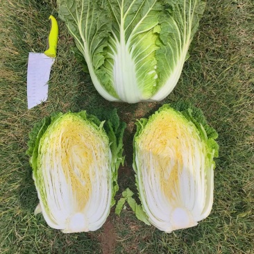 大白菜