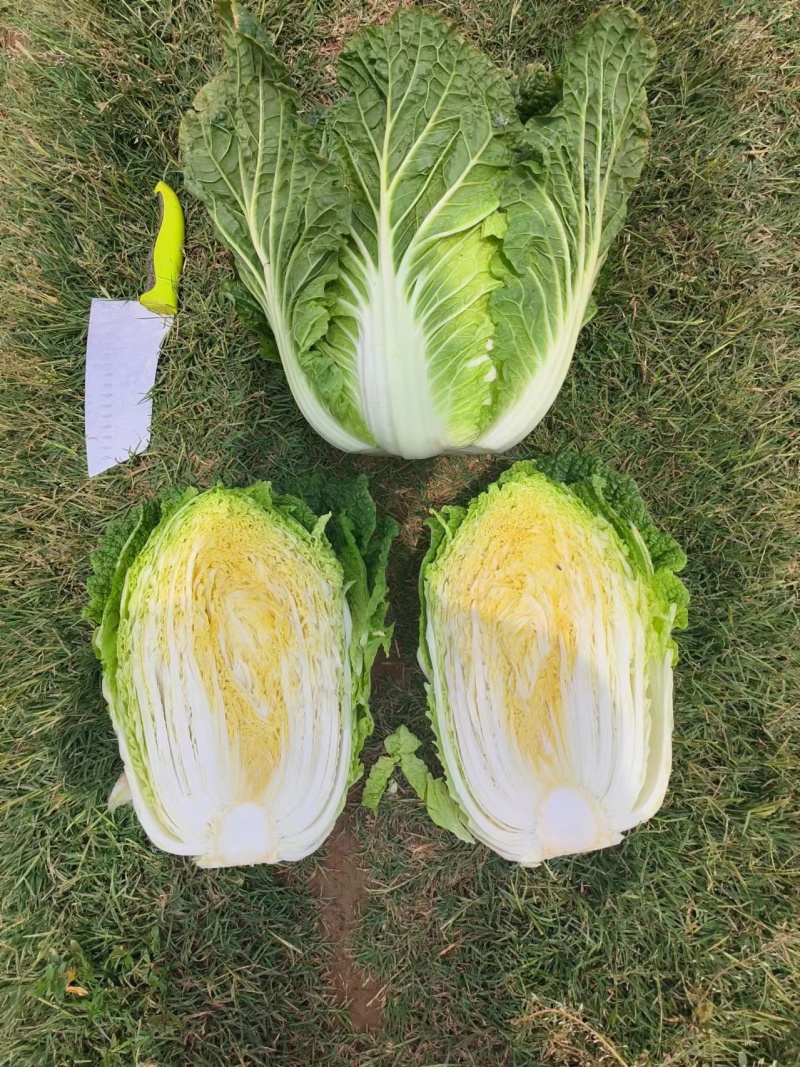 大白菜