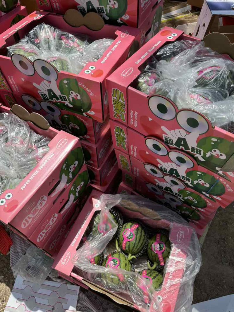 红艳小西瓜种植基地