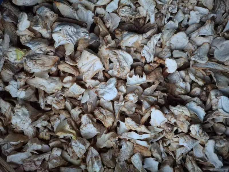 一亩田官方基地认证，大量杏鲍菇干片根片
