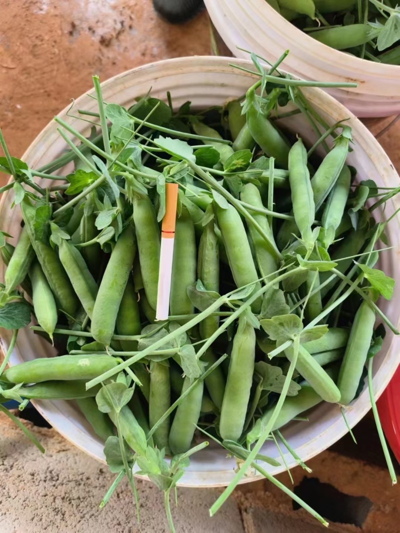 新鲜豌豆质量杠杠的