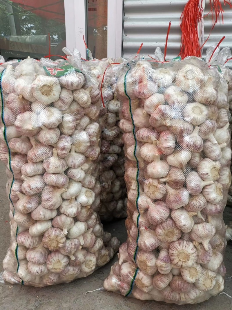 土大蒜，紫红皮大蒜基地大量现货供应，土蒜