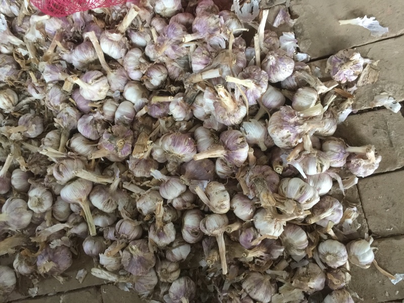 土大蒜，紫红皮大蒜基地大量现货供应，土蒜