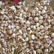 土大蒜，紫红皮大蒜基地大量现货供应，土蒜