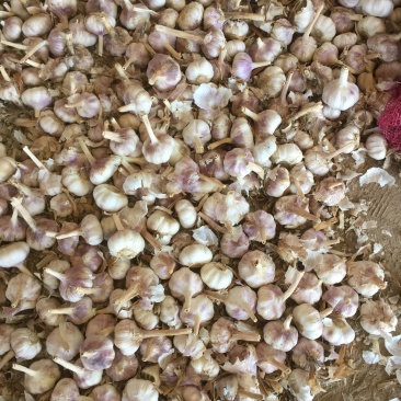 土大蒜，紫红皮大蒜基地大量现货供应，土蒜