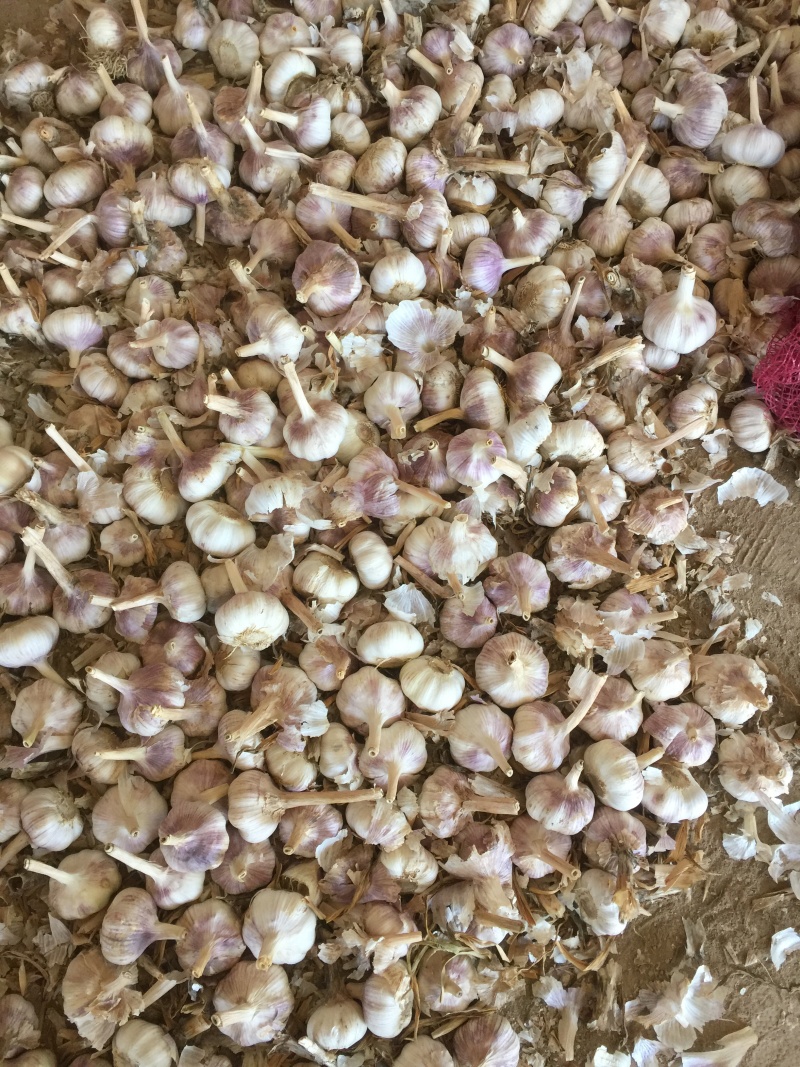 土大蒜，紫红皮大蒜基地大量现货供应，土蒜