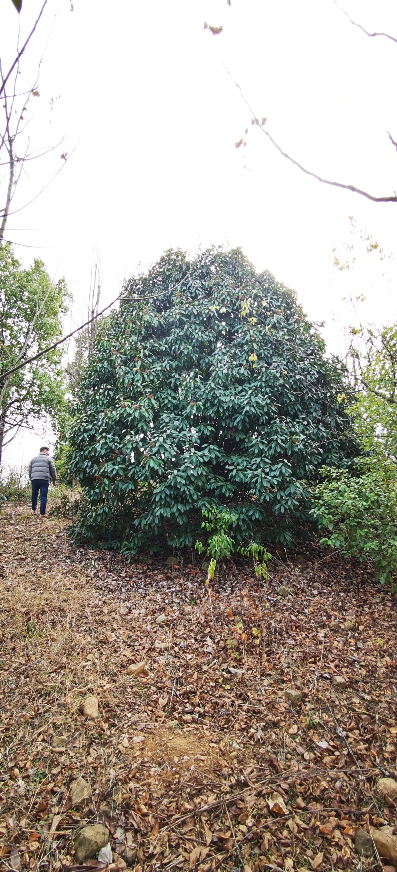 老石楠本石楠中华石楠红叶石楠椤木石楠