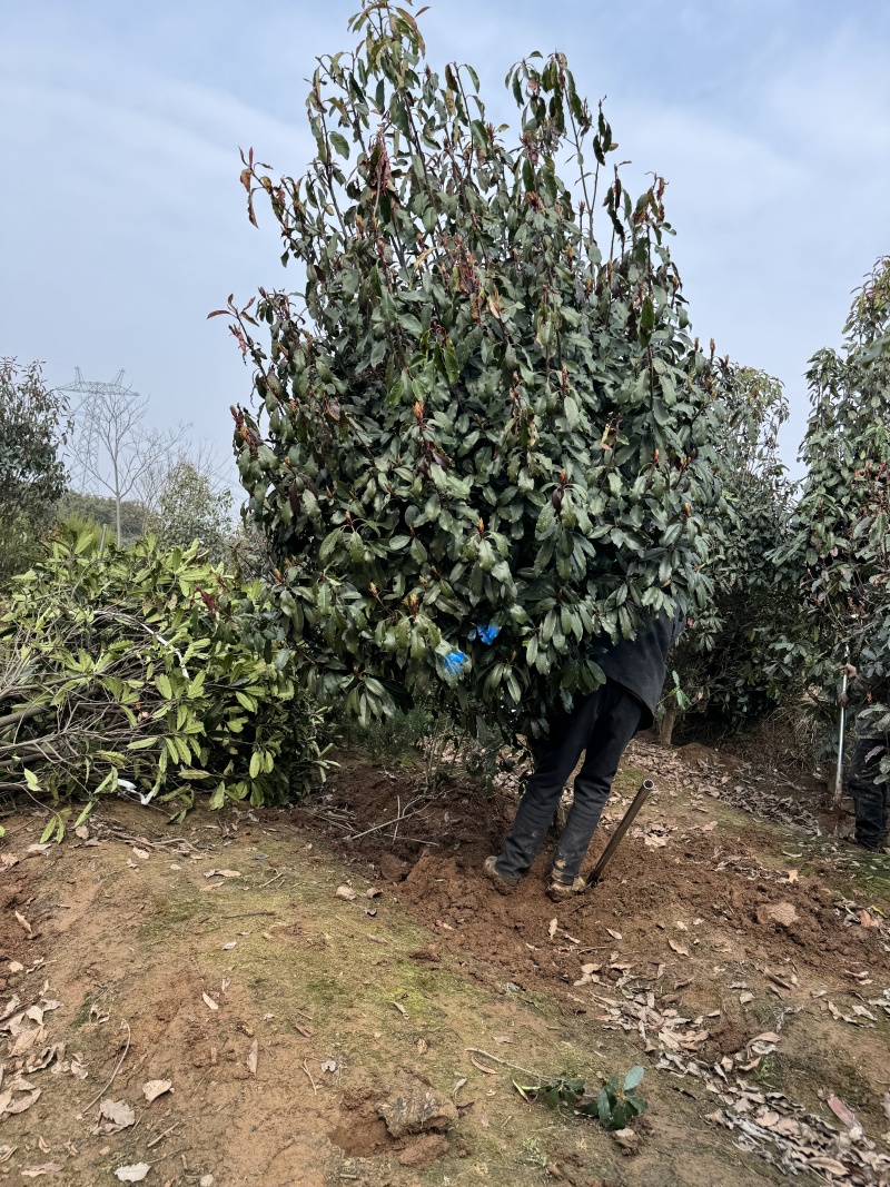 老石楠本石楠中华石楠红叶石楠椤木石楠