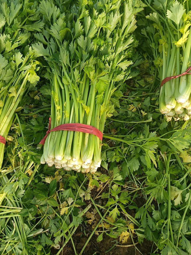 本地大棚西芹大量上市质量保证，需要的老板请与我联系15836