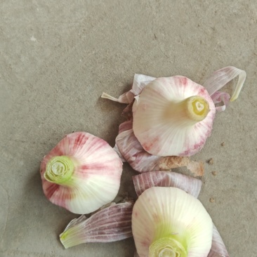 大蒜