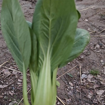 上海青油菜