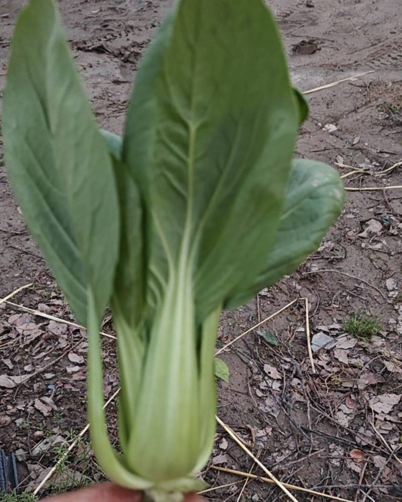 上海青油菜